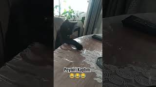 Peyniri Kaptım Gidebilirim