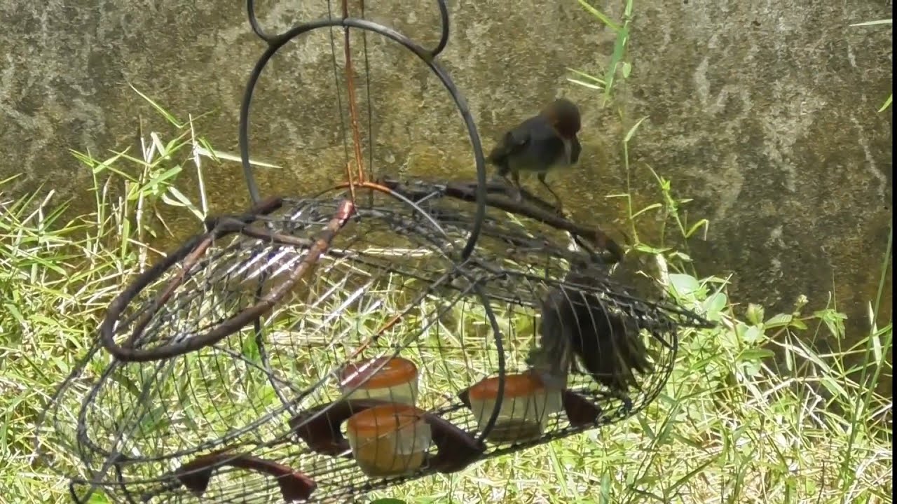 Củ Chi , bẫy chim sâu đầu đỏ rất có tố chất, huýt cô bỏi còn yếu lửa ( tập 32)