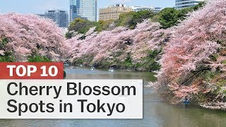 Top 10 Cherry Blossom Spots in Tokyo | japan-guide.com 