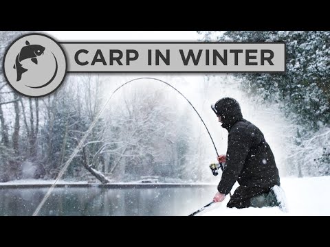 Video: How To Catch Carp In Winter