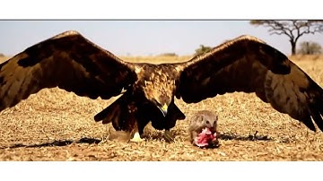 How Does This Tiny Mongoose Kill King Cobras? Eps1
