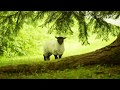 Beautiful Irish Music - Irish Vale ☘️