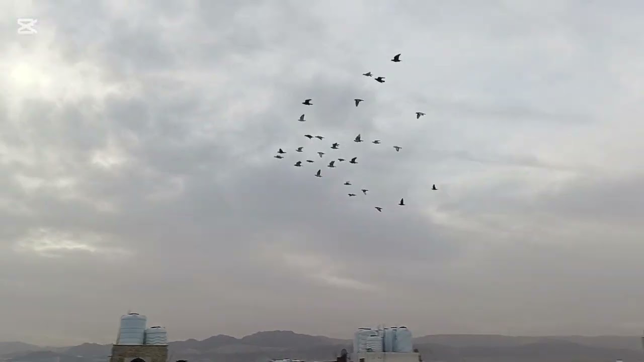 صيد5فراخ وكش المخاليف وجرد الفراخ مغرب