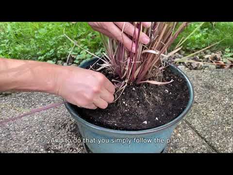 Video: Plukning af citrongræs: Sådan høster du citrongræs