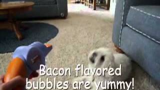 Bacon Bubbles