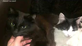 ЛИЛИТ & LILIT