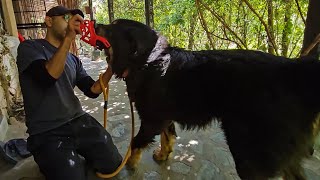 Aur aise Robin ne apni do ungliyan khoyin | Muzzle training Bagheera the Tibertan Mastiff