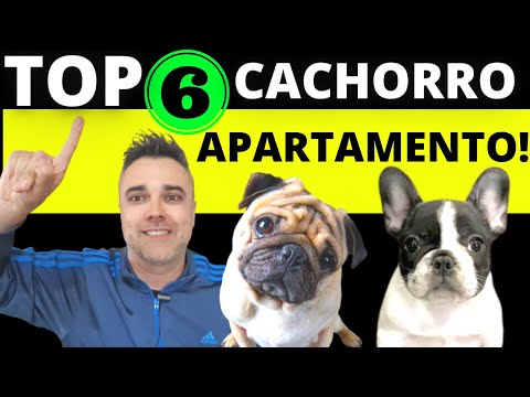 Vídeo: Seis melhores raças de cães grandes para um apartamento