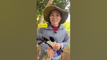 Cưa gỗ Barker Cầm Tay Cưa Cành To Thân Gỗ cao cấp 350mm #3