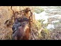 Muskrat Trapping : Trails and Dens