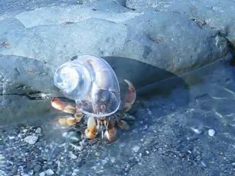 Glass Hermit crab shell Osa Costa Rica - YouTube.