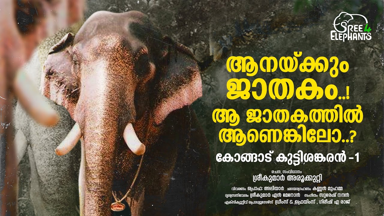 കൊന്നാലും... ആളെ കൊന്നിടത്തേക്ക്  ഒരിക്കൽ കൂടി പോകുന്ന പ്രശ്നമില്ലെന്ന് വാശി പിടിച്ച ആനക്കേമൻ..!
