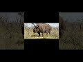part-7Carter's War:Death for Profit S1 E7 I Wildlife Documentary in Hindi the Animal club #worldlife