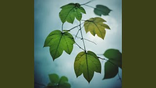 Ashes Falling