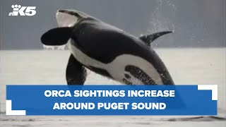Orca sightings increase across Puget Sound