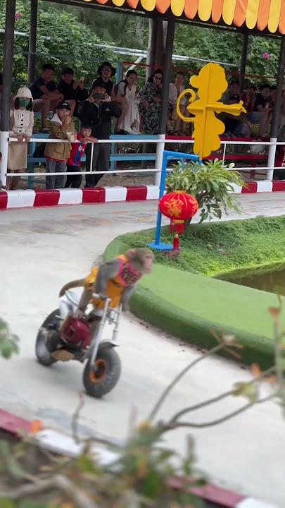 Monyet Naik Sepeda Motor || ViralHog