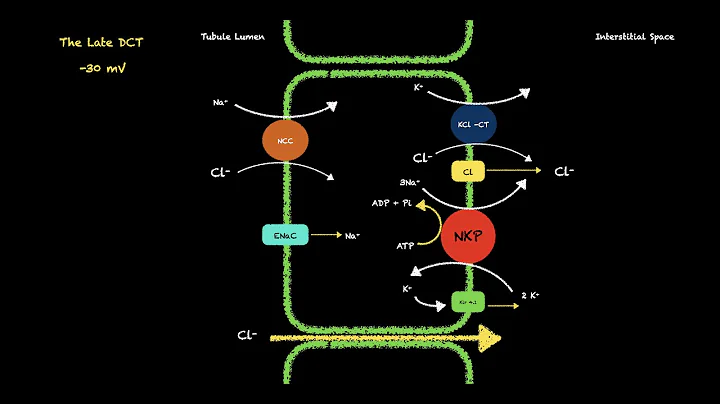How is NaCl Reabsorbed in the Distal Convoluted Tubule?