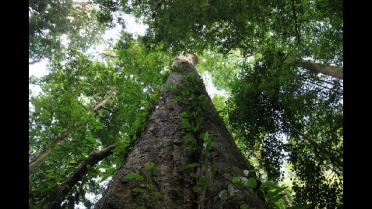 MUSIQUE GANGAN - (Oro)