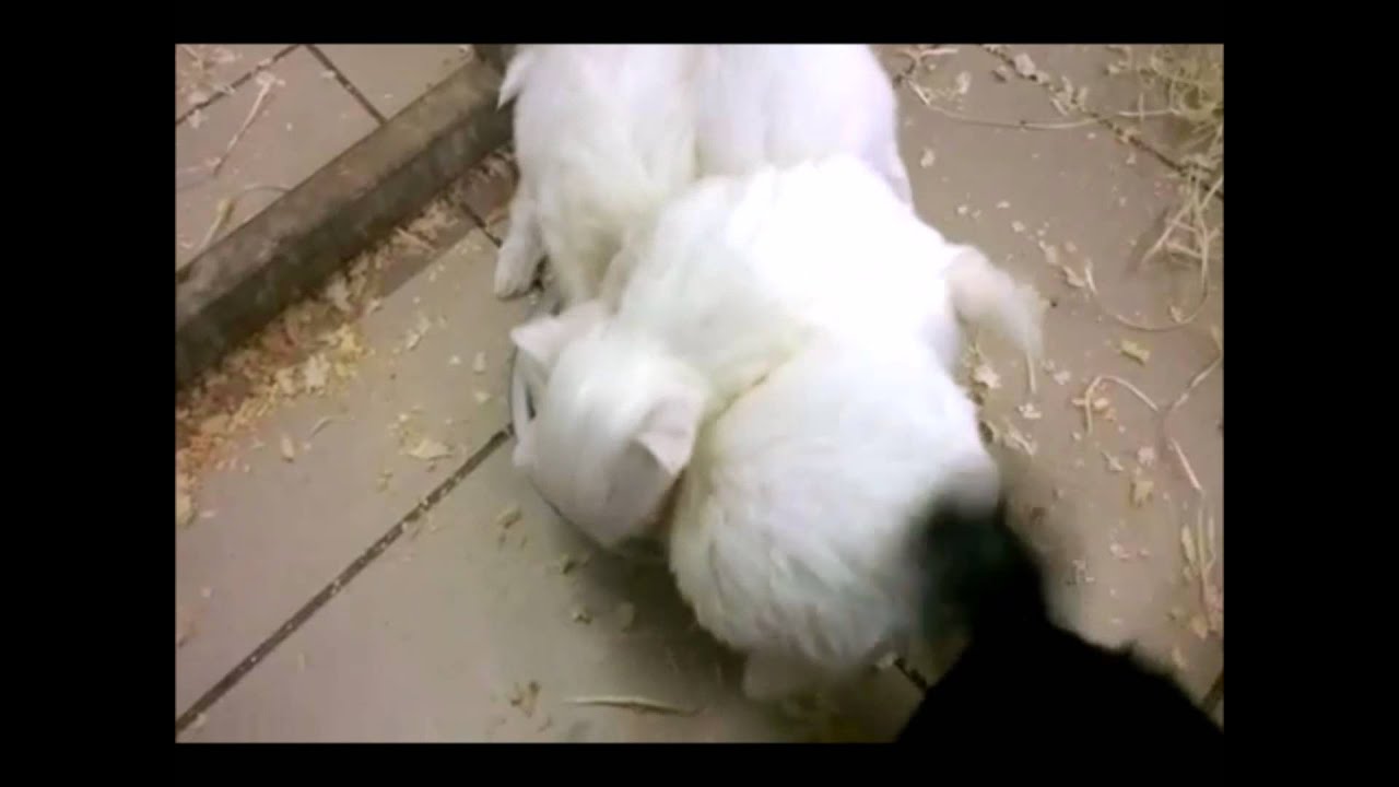 Elevage De Petits Chiens Acs Youtube