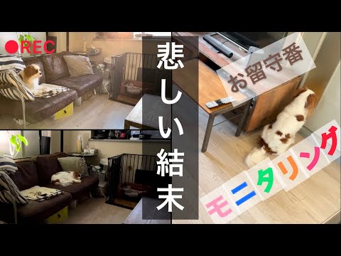 【キャバリア】愛犬のお留守番をモニタリングしたら悲しすぎる結末が…