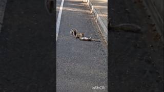 Rescued animals on the street#emotional #respect#actsofkindness #humanity #shorts