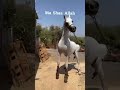 ملك مربط الوطن الفحل وطن ما شاء الله