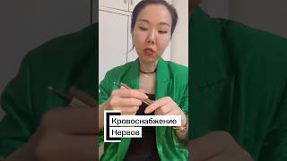 4. Кровоснабжение нерва. Нервы нервов #здоровье #нервнаясистема #нервы #лекции #обучение
