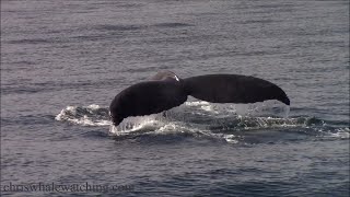 10.9.25 Humpback Whales \& Risso's Dolphin