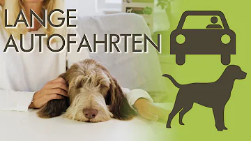 Wie fährt man mit einem Hund im Auto?