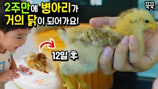 2주만에 병아리가 거의 닭이 되어가요! 날아서 도망 갈려고 하는 꾹꾹 끼끼 집 만들기 ㅋㅋㅋ 흔한 가족 일상 아이랑 병아리 닭 키우기 | 말이야와친구들