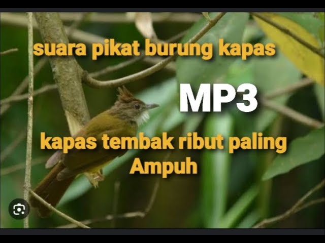 SUARA PIKAT BURUNG KAPAS TEMBAK RIBUT DI JAMIN PADA NGUMPUL class=