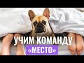 Как выучить с собакой команду "Место"?