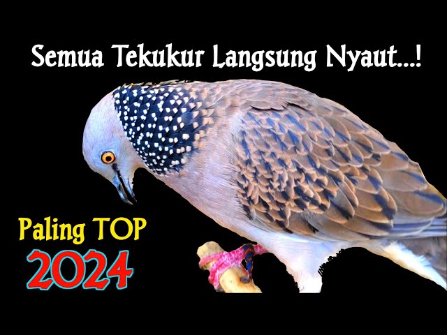 Suara Burung Tekukur Gacor Terbaru Paling Ampuh Untuk Pancingan Dan Pikat class=