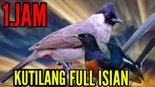 kutilang gacor full isian mewah murai batu Kacer