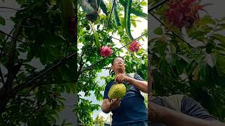 more fruit's in my backyard