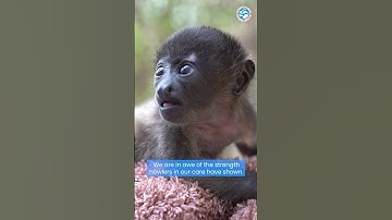 Howler Monkeys Never Cease To Amaze Us