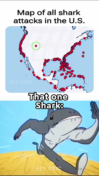 Momen santai ala hiu 🦈