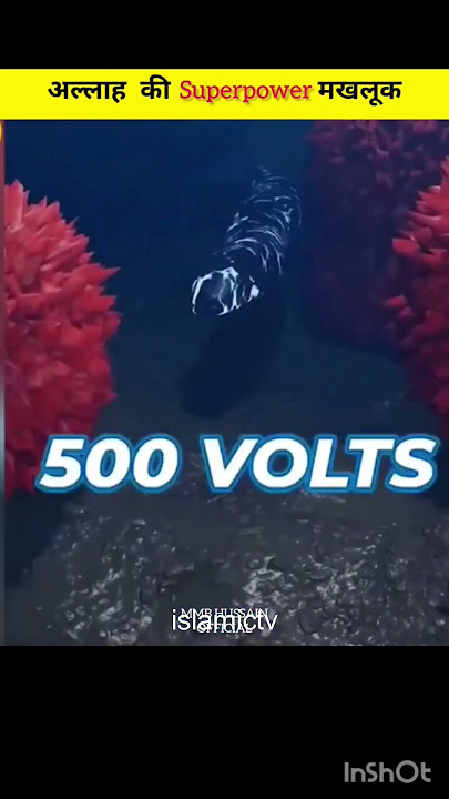 fish electric fish me current kaha se paida hoti hai | current fish#islamicvideo#amazingfacts#shot