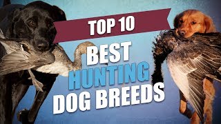 top 10 best hunting dogs
