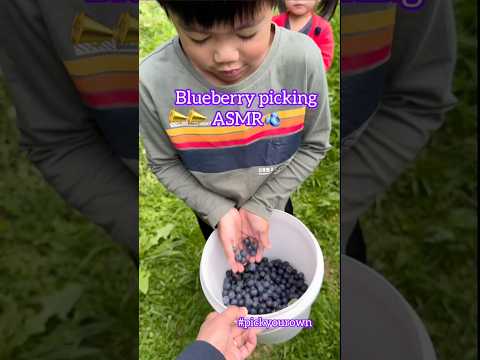 Blueberries to the bucket= music to ears #pickyourown #blueberrypicking