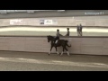 Мастер-класс «Тренинг молодых лошадей и судейство соревнований для молодых лошадей» 29.04.15 - 2