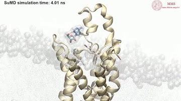 Adeosine - hA2A (ECL2-hA2b)