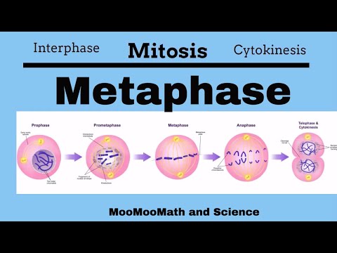 Videó: Melyik megoldás állítja meg a mitózist a metafázisban?