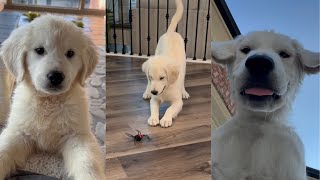 Our Golden Retriever Puppy’s First 3 Months