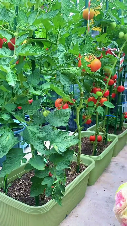 Vegetable Garden In The Yard, Very Fertile And Fresh' #fruitgarden #vegetablegarden #gardeningins...