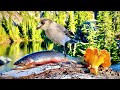 5 day solo backpacking  trout fishing remote paradise catch cook camp pt1