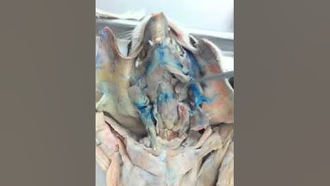 Cat Dissection part 1