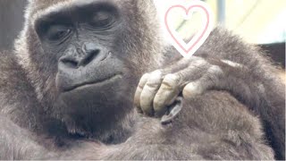Gorilla◆Mom Genki, who cried when she was separated from Gentaro, is now a laissezfaire parent.