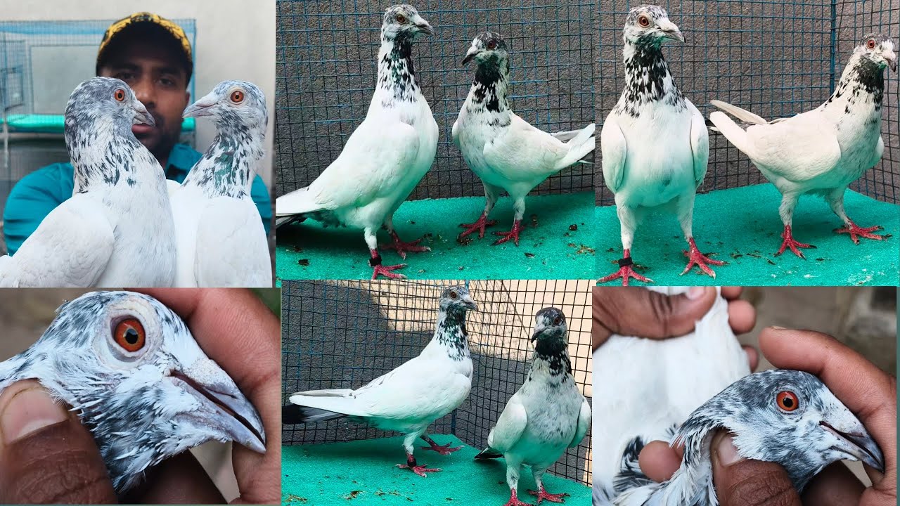 #অন্ধরা #কালশিরা #পেয়ার #সেল #ভিডিও ###সাবস্ক্রাইব #কিজিয়ে #