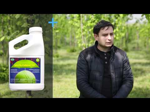 სადემონსტრაციო ნაკვეთი, მარტვილი, თხილის ბაღის დამუშავება დაავადებებისგან 25 04 2019